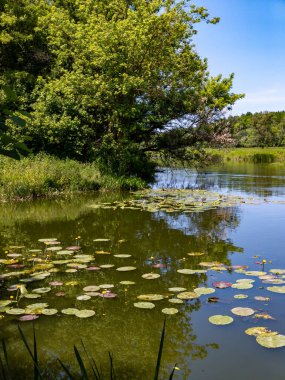 Bir sürü zambak ve ağaçla dolu bir gölet..