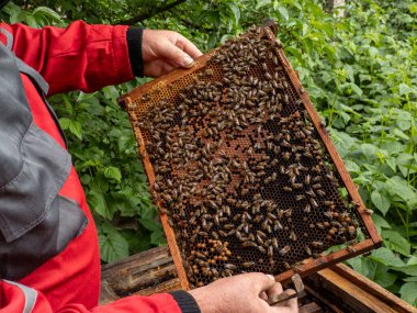 Tarlada arı dolu bir arı kovanını tutan bir adam..