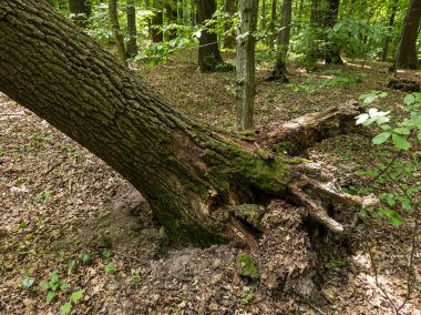 Ormanda devrilmiş büyük bir ağaç..