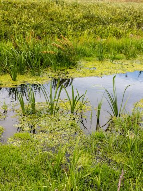 Yeşil bitkilerle dolu çimenli bir tarlanın ortasında küçük bir gölet..