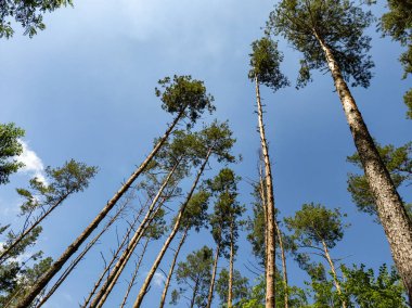 Mavi gökyüzünün altındaki ormanda bir grup uzun çam ağacı..