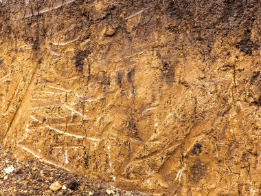 Kökleri içerikte olan - toprak sterea 'yı kapat.