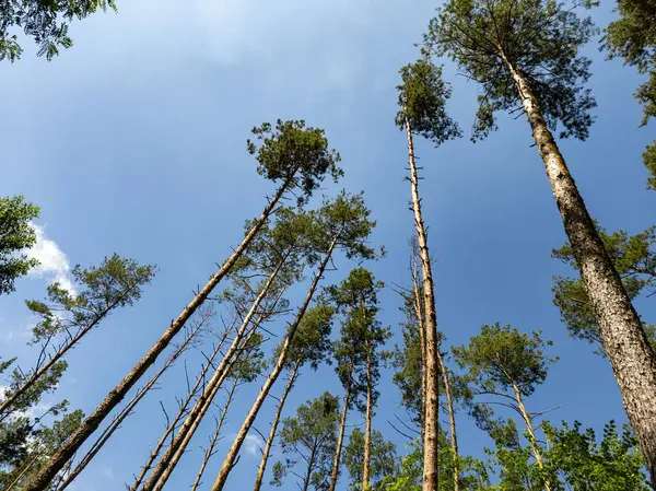 Mavi gökyüzünün altındaki ormanda bir grup uzun çam ağacı..