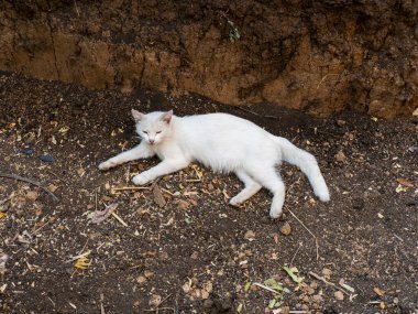 Duvarın yanında yerde yatan beyaz bir kedi..