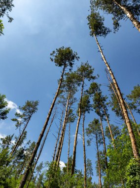 Mavi gökyüzünün altındaki ormanda bir grup uzun çam ağacı..