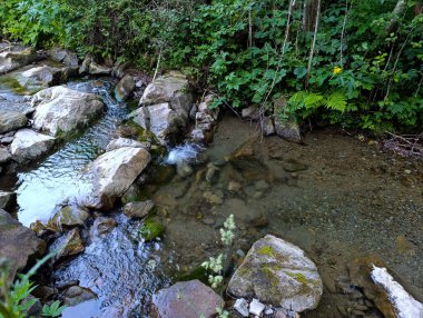Küçük bir dere yemyeşil bir ormanda akıyor..