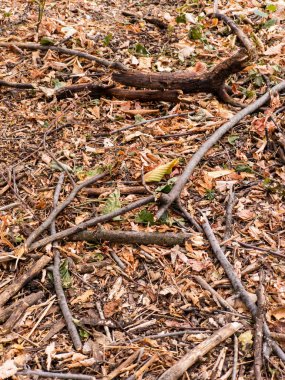 Ağaçların arasında bir dal yığını ve yapraklar..