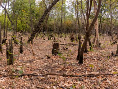 Bir sürü ölü ağaç ve yaprakla dolu bir orman..