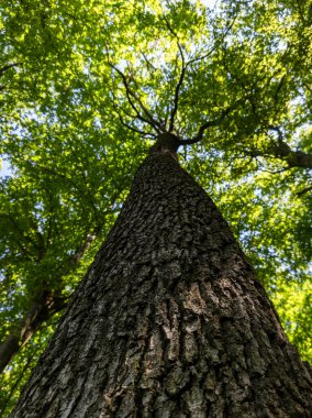 Ormanın ortasında, yeşil yapraklı uzun bir ağaç..