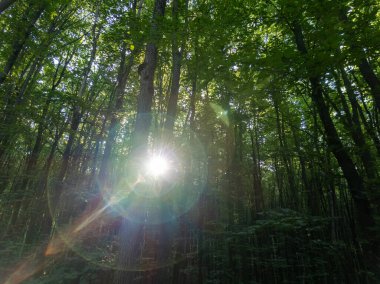 Ormandaki ağaçların arasından güneş parlıyor..