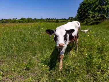 Çimenli bir arazide duran kahverengi ve beyaz bir inek.