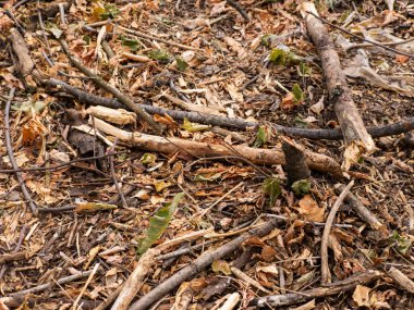 Yere düşmüş yaprak ve dal yığını.