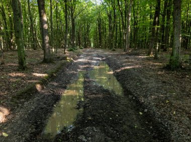 Ormanlık alanın ortasında, su birikintisi olan toprak bir yol..