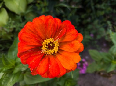 Parlak turuncu bir çiçek. Bahçede sarı bir çiçek.