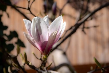 Manolya çiçekli bahar çiçekleri. Yüksek kalite fotoğraf