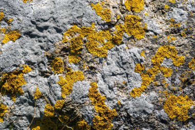Güzel arka plan, yosunlarla kaplı doğal gri taş. Yüksek kalite fotoğraf
