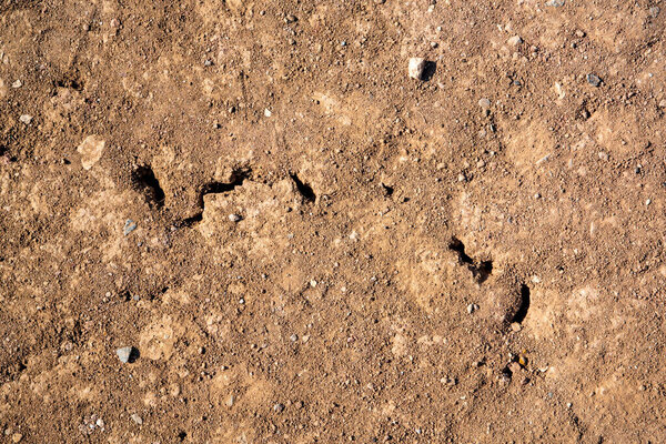 Parched hard soil as texture or background. High quality photo