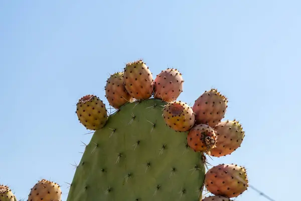 Ripe fruits on a prickly pear, Opuntia ficus indica, in front of a bright summer sky. High quality photo