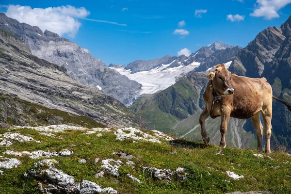 İsviçre İnek Alpleri. Yüksek kalite fotoğraf