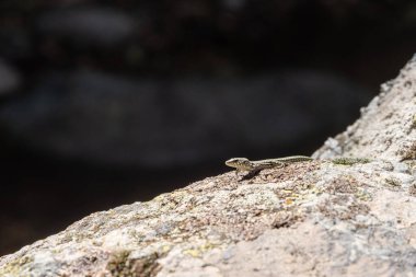 Küçük gri bir kertenkele, doğal ortamında büyük bir kayanın üzerinde sessizce oturuyor ve yukarıda güneşin sıcaklığının tadını çıkarıyor.
