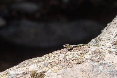 Sürüngen grubuna ait küçük bir kertenkele, doğal ortamında bir kayanın üzerinde rahatça oturup güneşin tadını çıkarıyor.