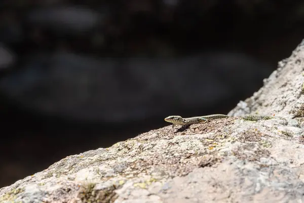Sürüngen grubuna ait küçük bir kertenkele, doğal ortamında bir kayanın üzerinde rahatça oturup güneşin tadını çıkarıyor.