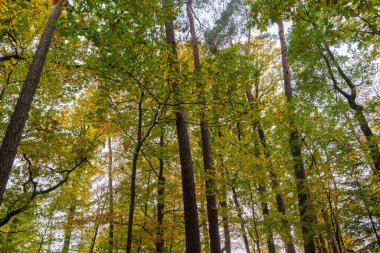 Güzel ormandaki yükselen ağaçlara bakarken etrafım canlı sarı ve yemyeşil yapraklarla dolu.