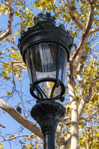 Bir sokak lambası, akşam atmosferinde dik duran büyük bir ağacın önünde aydınlık ve parlaklıktır.