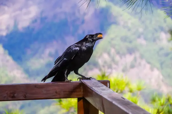 Güzel bir siyah kuş, arka planda yükselen güzel dağlarla çevrili ahşap bir korkuluğa nazikçe tünemiştir.