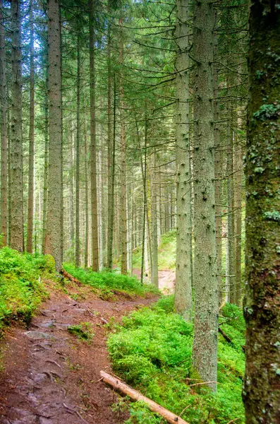 Yoğun bir ormanın kalbinde dolanan dar bir yol etrafını saran bir sürü yüksek ağaçla dolu.