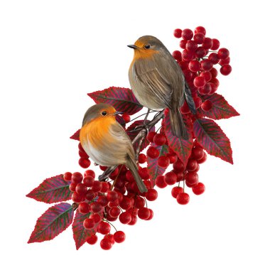 Autumn bright background, two tit birds sit on a tree branch with red bunches of berries, isolated, 3d rendering