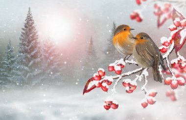Noel, yeni yılın kış tatili arkaplanı, iki kuş kırmızı böğürtlenli bir ağaç dalına oturur, kar yağar, kar fırtınası, karlı orman, kar yığınları, akşam aydınlatması, 3 boyutlu görüntüleme