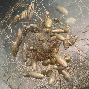 Tıbbi arka plan, Escherichia coli, gram-negatif çubuk şekilli bakteri, serotip O157: H7, ciddi gıda zehirlenmesine neden olur.