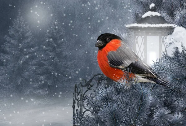 Vánoce Nový Rok Slavnostní Pozadí Red Bullfinch Pták Sedí Smrkové — Stock fotografie
