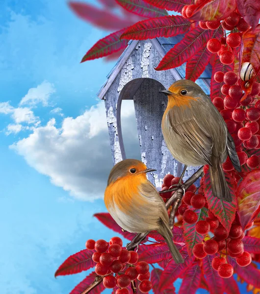 Осінній Яскравий Фон Два Птахи Сидять Гілці Дерева Червоними Гронами — стокове фото