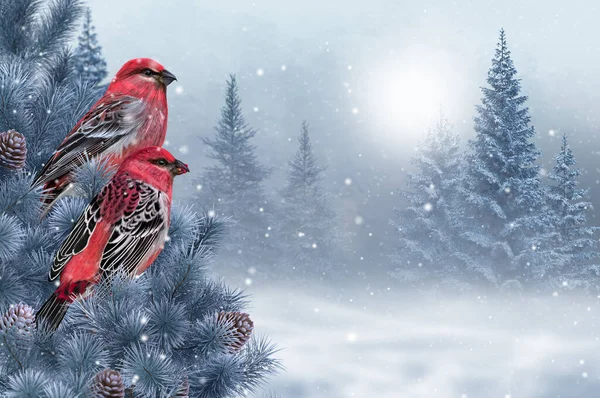 Рождество Новогодние Зимние Праздники Фон Две Перекрещенные Птицы Сидят Еловой — стоковое фото