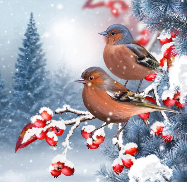 クリスマス 新年の休日の背景には 2つの明るい鳥の赤い果実 モミの木 夜の照明 3Dレンダリングの雪に覆われた枝に座っている — ストック写真