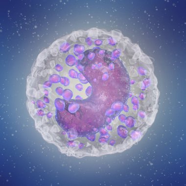 Tıp bilimi geçmişi, Basofiller, alerjik reaksiyonların geliştirilmesinde rol oynayan bir tür lökosit, kanın bir bileşeni, 3D