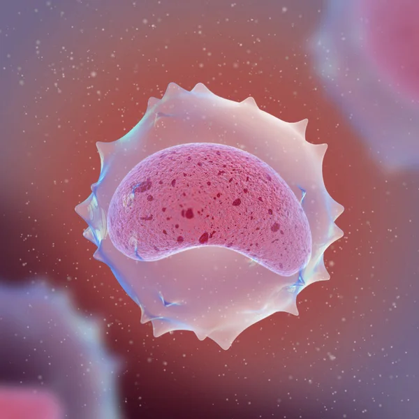 Медицинское Образование Моноциты Крупные Лейкоциты Моноядерной Макрофаговой Системы Врожденные Клетки — стоковое фото