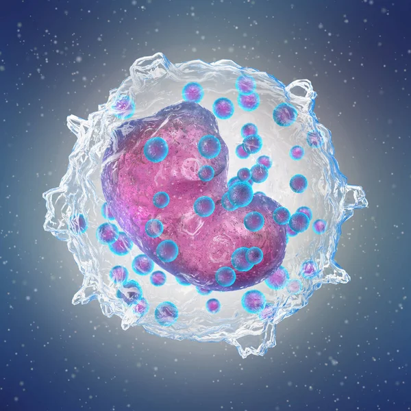 Wykształcenie Medyczne Basophils Rodzaj Leukocytu Który Bierze Udział Rozwoju Reakcji — Zdjęcie stockowe