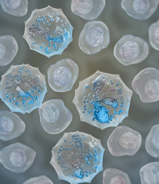 Медична Наука Фон Нейтрофільні Клітини Сегментовані Нейтрофілом Мазку Крові Рендерингу — стокове фото