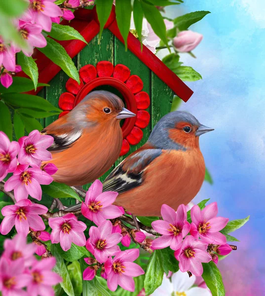 Spring Easter Background Two Bright Birds Sit Branch Blooming Red — Stock fotografie