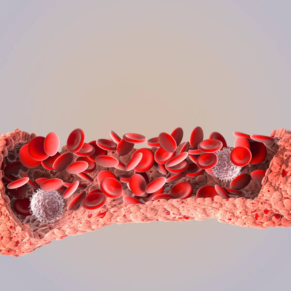 Medische Achtergrond Erytrocyten Bloedstroom Rode Bloedcellen Een Levend Organisme Rendering — Stockfoto
