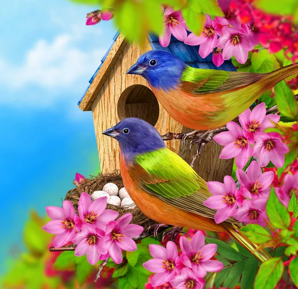 春の背景 2つの明るい鳥は卵 木製の鳥の家 ピンクの花で咲く木 緑の葉で巣の近くに座っている — ストック写真