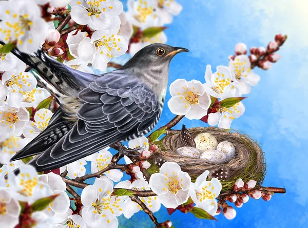 春天的背景 杜鹃鸟把蛋扔到别人的窝里 开花的树 阳光灿烂的日子 — 图库照片