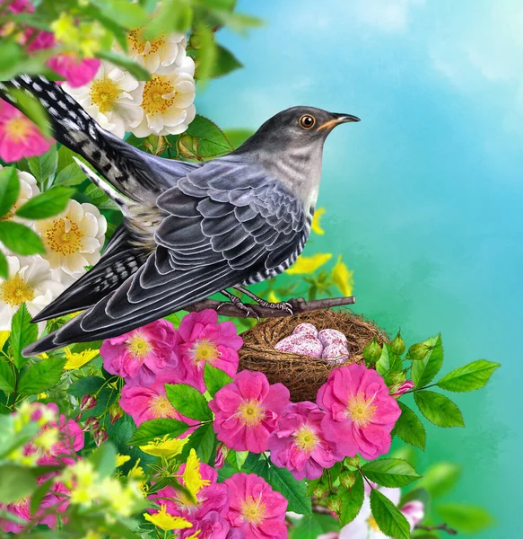 春の背景 カッコウの鳥は他の人の巣 開花木 桜の木の下 晴れた日に卵を投げます — ストック写真