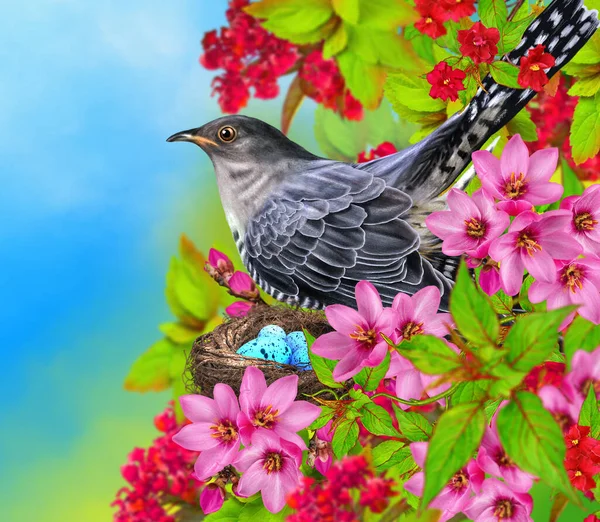 Весенний Фон Кукушка Бросает Яйца Чужое Гнездо Цветущие Деревья Первоцветы — стоковое фото