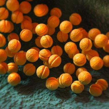 Tıbbi geçmiş, Neisseriaceae familyasından bakteri cinsi, Neisseria menenjiti, meningokoksik enfeksiyona, nazofarenkse, menenjite, 3D rendelemeye neden olur.