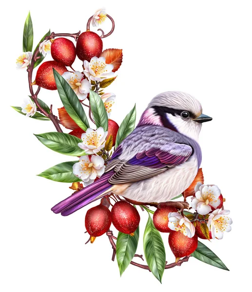 Çiçek Kompozisyonu Parlak Bir Kuş Kırmızı Böğürtlen Dalına Oturur Kayısı — Stok fotoğraf