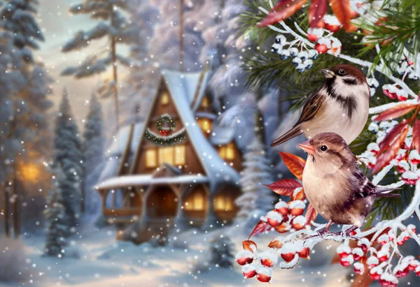 圣诞节的背景 麻雀栖息在雪白的红莓枝上 夕阳西下 傍晚时分 在森林里与一户人家清空 — 图库照片